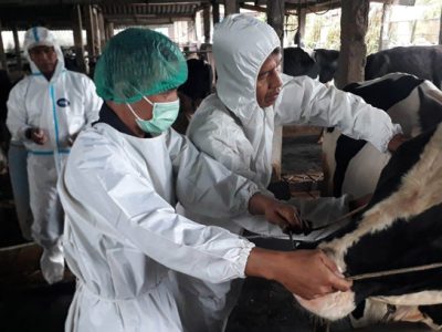 Dinas Pertanian Kabupaten Bekasi pada Tahun 2023 ini menargetkan 9.000 ekor ternak divaksin