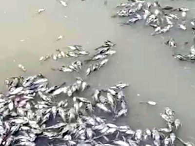 Ribuan ikan mati di Sungai Cileungsi, Kabupaten Bogor, Jawa Barat membuat geger. Hal ini diduga karena aliran sungai tersebut diduga tercemar limbah bahan beracun dan berbahaya (B3