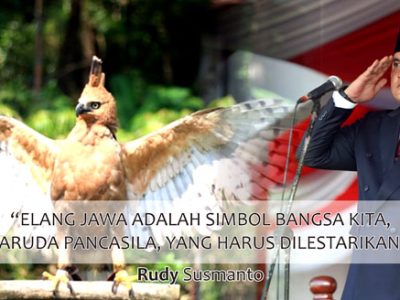 Gambar: Elang Jawa dan Bupati Bogor Rudy Susmanto. (kolase by; Media-Indonews)