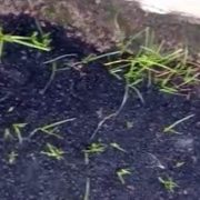 Terlihat pada aslapan jalan mulai tumbuh rumput liar, sehingga warga menyebut pengaspalan jalan dicampur pupuk organik