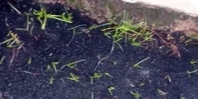 Terlihat pada aslapan jalan mulai tumbuh rumput liar, sehingga warga menyebut pengaspalan jalan dicampur pupuk organik