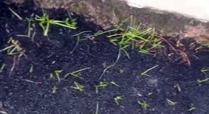 Terlihat pada aslapan jalan mulai tumbuh rumput liar, sehingga warga menyebut pengaspalan jalan dicampur pupuk organik